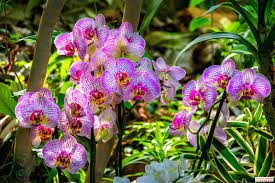 a thousand and one orchids 2021 at paris jardin des plantes orchids tropical greenhouses jardin