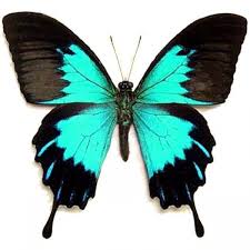 Rhetus Dysonii Butterfly Species Butterfly Painting Butterfly Frame