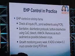 Olahan tahu bisa dinikmati dengan berbagai cara. Infomina Ems Ehp Cases Have Doubled Or Tripled At Southeast Asian Shrimp Hatcheries In 2019