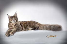 We have had her since she was 12 weeks old. Maine Coon Cats For Sale Lynchburg Virginia Best Cat Wallpaper