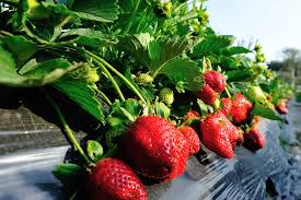 The plant has a short stem and. 35 Of The Best Strawberry Varieties For Home Gardeners Gardener S Path