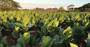 I know a lot of people don't like smoking but i do smoke so i figured i could save. A Virus Like Covid 19 Vaccine Is Being Grown In Tobacco Plants