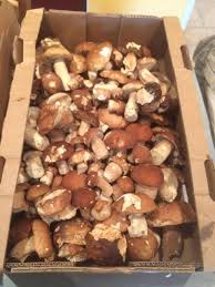 Voir plus d'idées sur le thème cepes, bolet, champignon. Les Cepes Cueillette Enfin En Dordogne Merci Lulu Facebook