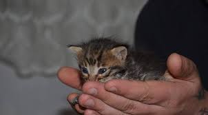 15 Gunluk Kedi Yavrusu Nasil Beslenir Yavru Kedi Bakimi