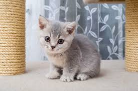 Our cattery is located in washington. British Shorthair Cat Breed Information Your Cat