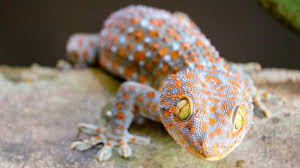 We did not find results for: Hukum Mengkonsumsi Daging Tokek Umat Muslim Harus Tahu Era Id