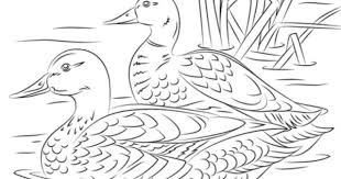 Pair Of Mallard Ducks Coloring Page Free Printable Coloring Pages Bird Drawings Bird Coloring Pages Farm Animal Coloring Pages