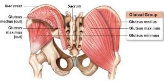Diagram summarizing the muscles location of the gluteal group. The Gluteus 3 Stretches And 3 Strengthening Exercises Phila Massages