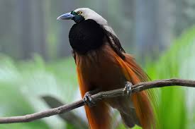 Check spelling or type a new query. Bird Of Paradise San Diego Zoo Animals Plants