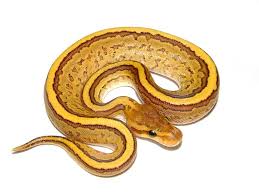 Gabija Fire Phantom Pinstripe Pretty Snakes Ball Python Snake Lovers