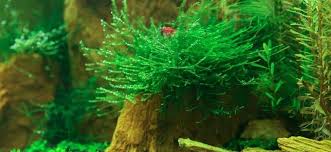 2.6 pellia moss (monosolenium tenerum) 2.7 crystalwort (riccia fluitans) 2.8 willow moss (fontinalis antipyretica) 2.9 taiwan moss (taxiphyllum alternans) 3 keeping in a tank. Christmas Moss Vs Java Moss Which Should I Get For My Tank