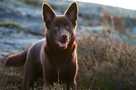 Australian Kelpie My 1 Year Old Australian Kelpie Australian Kelpie Dog Australian Dog Breeds Australian Kelpie