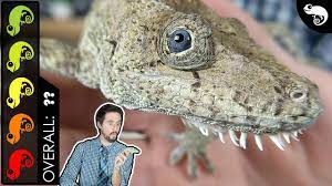 Maintaining high humidity levels is one of the biggest challenges owners face when it comes to cuban false chameleon care. Cuban False Chameleon The Best Pet Lizard Youtube