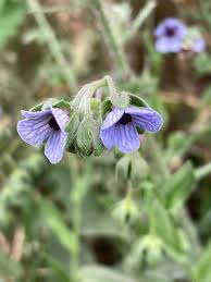Image result for Cynoglossum coeruleum