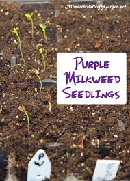 How To Cold Stratify Seeds Cold Moist Stratification Dry No Milkweed Seeds Milkweed Seeds