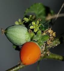 Image result for Corallocarpus welwitschii