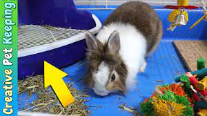 In fact, it has been suggested that older rabbits can be simpler to train than babies as they are more developed and find learning easier. How To Litter Train Your Rabbit In One Week Bunny Potty Training Youtube