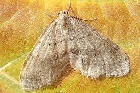 Image result for Operophtera fagata