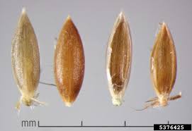 Image result for Digitaria abyssinica