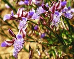 Image result for Polygala seminuda