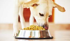 Italy (it) » casa, arredamento e bricolage » articoli per animali » articoli per cani » alimenti » bosch alimenti Le Migliori Crocchette Light Per Cani In Sovrappeso E Sterilizzati Migliorprodotto Net Guide All Acquisto E Recensioni