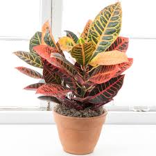 Petra also has variegated red, orange, and. Petra Croton Shop Easy Care Houseplants Spring Hill