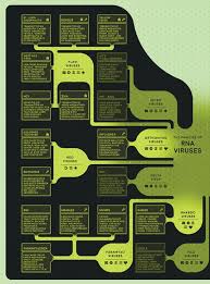 In the uk, it accounts for an estimated 99% of. Viruses And Vaccines A Basic Flowchart Of Viral Families American Scientist