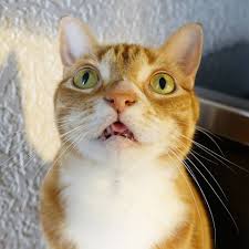 Marm tiny tongue derp face ... not a bad... - Cole & Marmalade | Facebook
