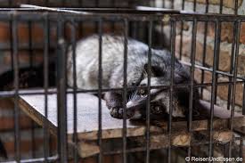 Unknown 22.26 tidak ada komentar. Kopi Luwak Alles Was Du Daruber Wissen Musst