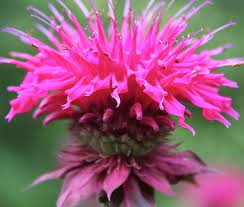 Pin On Flowers