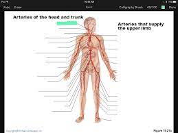 Labeled diagram of the heart showing the aortic valve anatomically located between the left ventricle and aorta. Artery And Vein Labeling Quiz Flashcards Easy Notecards