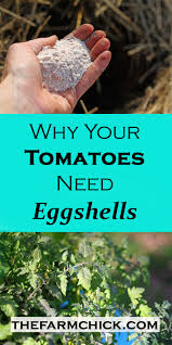 Use gurney's® zone finder to learn what plants work best in your area Why Your Tomatoes Need Eggshells