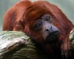 Alouatta Macconnelli Singe