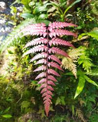 Image result for Davalliaceae