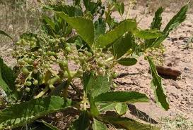 Image result for Cyphostemma paucidentatum