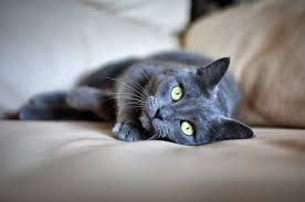 Nsaids are usually the first line of defense. Self Medicating Your Pet The Healthy Pet Club