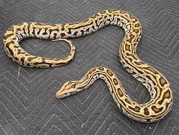 Labyrinth World Of Burmese Pythons Burmese Python Pet Snake Beautiful Snakes