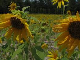 May 01, 2020 · to save a dying rose bush, clear any weeds or debris from around the plant to prevent disease, and pluck off any dead leaves or flowers. Keeping Your Flowers From Wilting In The Summer Heat Avas Flowers