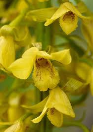 Image result for Eulophia tenella