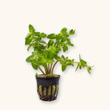 Image result for foto bacopa