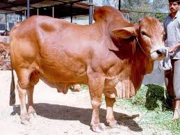 Did you scroll all this way to get facts about india camel? How To Buy A Camel In India How Much Does It Cost Quora