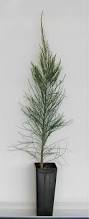 Image result for Casuarina littoralis