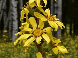 Image result for Ligularia sibirica