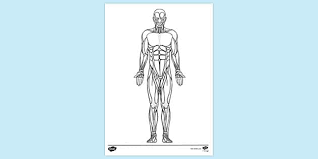 13.07.2020 · human muscles coloring ncbg7qrbi photo ideas muscular system pages home page. 1 009 Top Muscles Teaching Resources