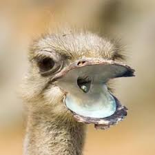 Devekusu Photoshopped Animals Animals Weird Animals