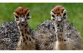 Consider The Ostrich: Job 39 And God's Commentary On His Creation – Part I  – Naturalis Historia