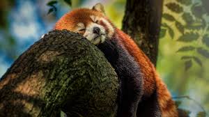 We've gathered more than 5 million images uploaded by our users and sorted them by the most popular ones. Red Panda Sleeping 4k Ultra Hd Wallpaper Background Image 3840x2160 Id 1001001 Wallpaper Abyss