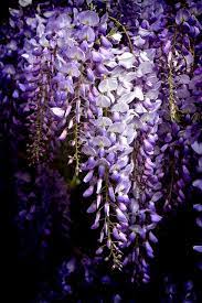 Wisteria Wisteria Tree Wisteria Purple Flowers