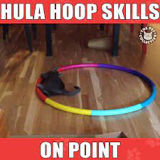The Pet Collective Cat Plays With Hula Hoop Facebook