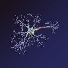 Neuron Synapses Myelin 3d Model Neurons 3d Model Nervous System